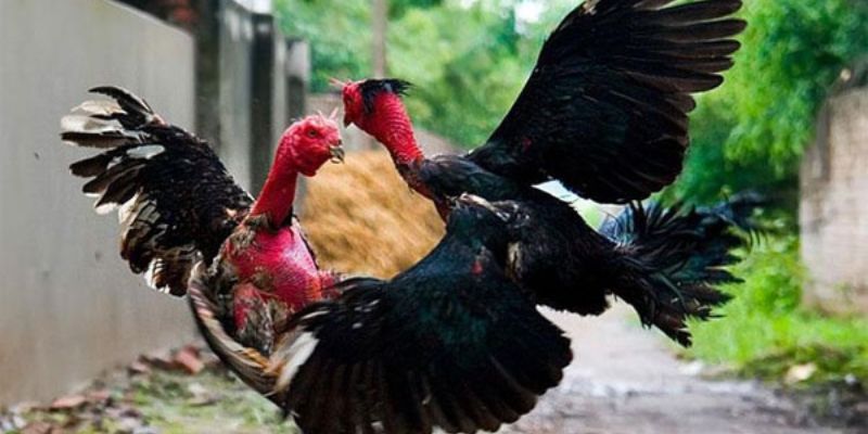 Cách nuôi dưỡng gà cựa được nhiều người chú ý hiện nay